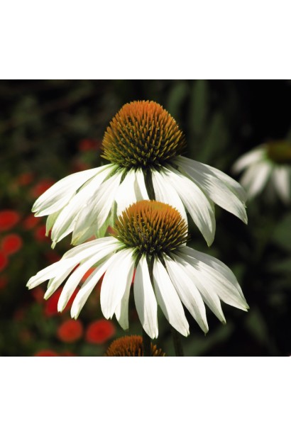 Echinacea purpurea ’White Swan’ 